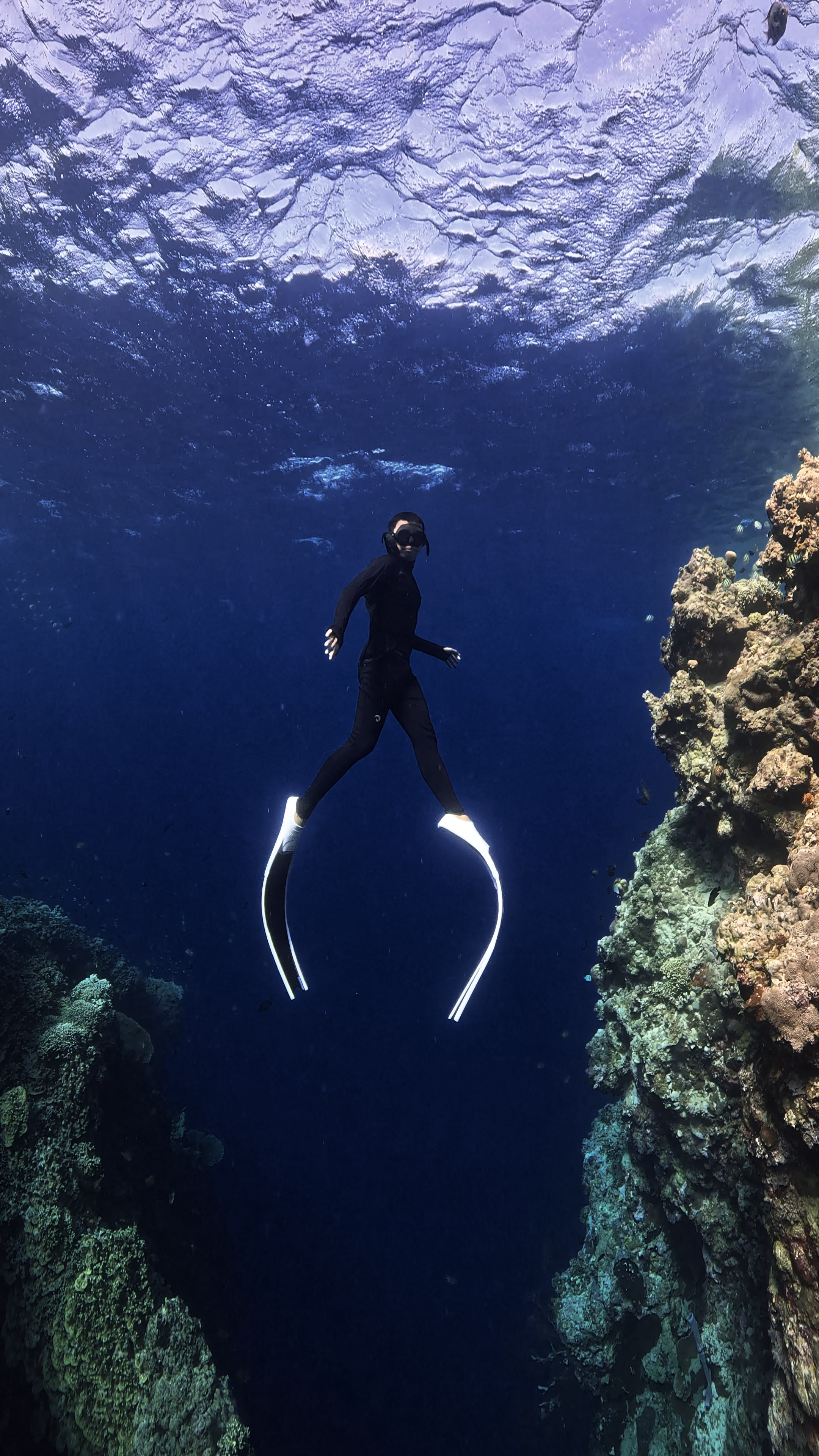 Freedive Menjangan
